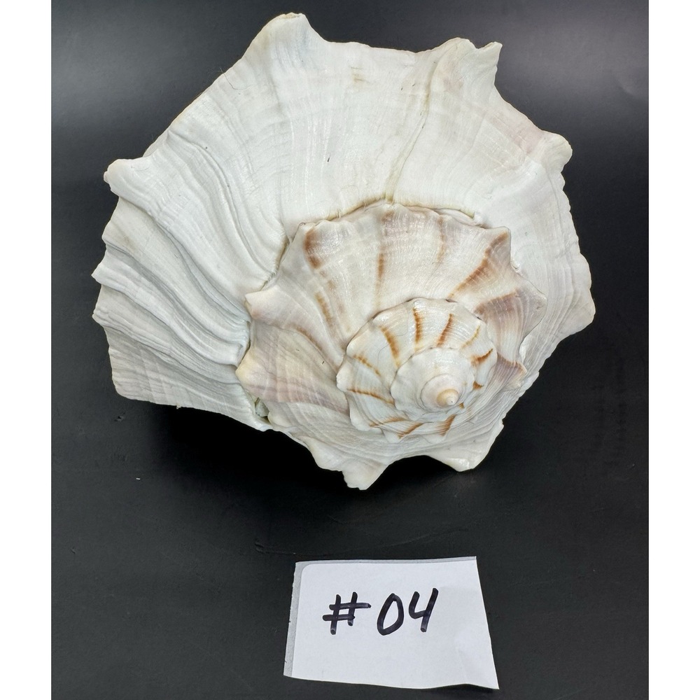 Large Natural Lightning Whelk Sea Shell 10.5" Coastal Beach Nautical Ocean Decor - Picture 12 of 12